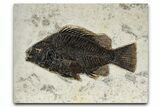 Detailed Fossil Fish (Priscacara) - Wyoming #382921-1